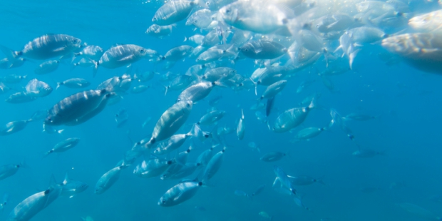 fish